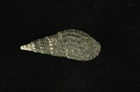 藏品(結節蜷)的圖片